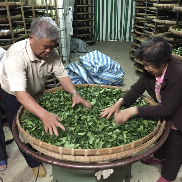 鹿谷老師傅功夫茶-老茶樹凍頂烏龍茶