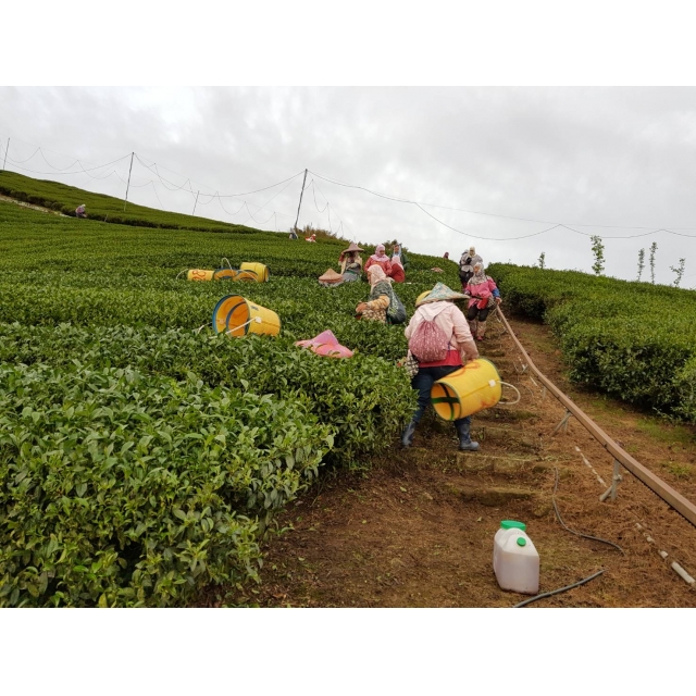 凍頂烏龍茶介紹—認識凍頂烏龍茶
