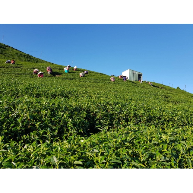 凍頂烏龍茶產地—凍頂烏龍茶的產地變遷