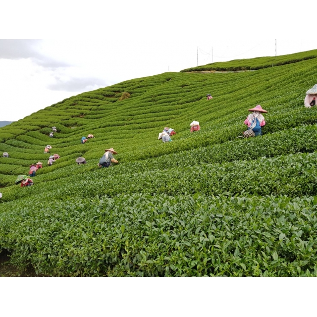 杉林溪高山茶產地介紹
