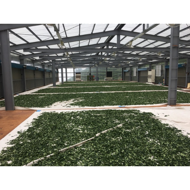 杉林溪高山茶製茶的極致表現