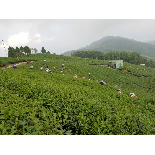 如何選購杉林溪茶、龍鳳峽茶和草坔茶？