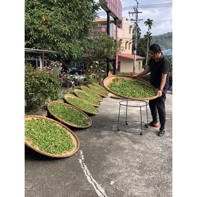 凍頂烏龍茶製作—古今對比