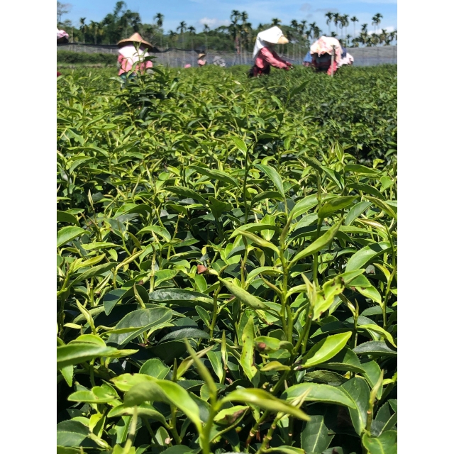 貴妃茶和東方美人茶的差別