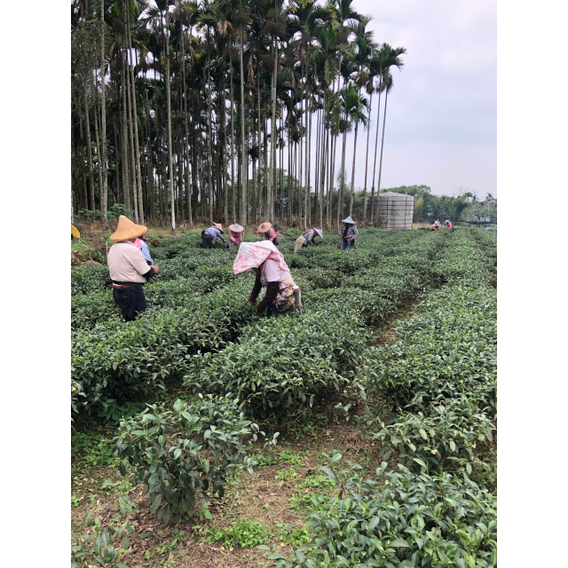 凍頂烏龍茶是 什麼？