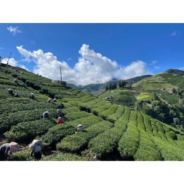 什麼才是真正的梨山茶
