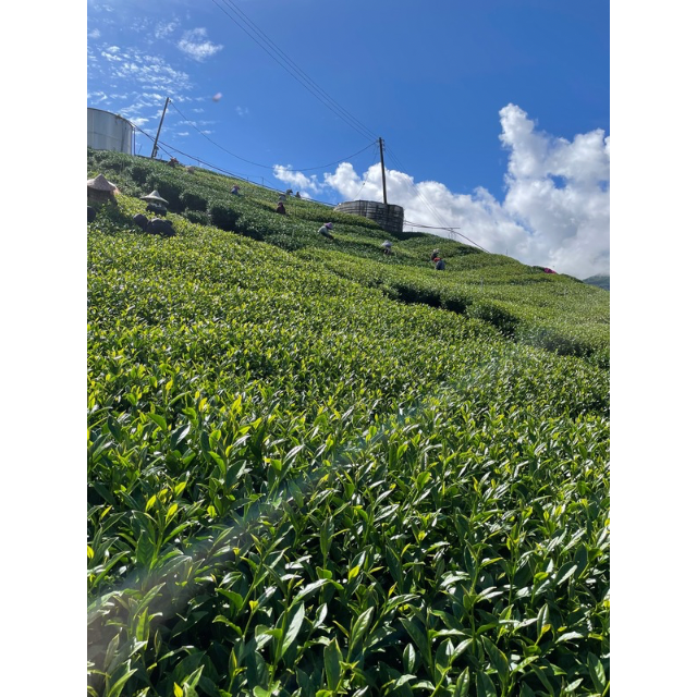 海拔越高，梨山茶就一定越好嗎？