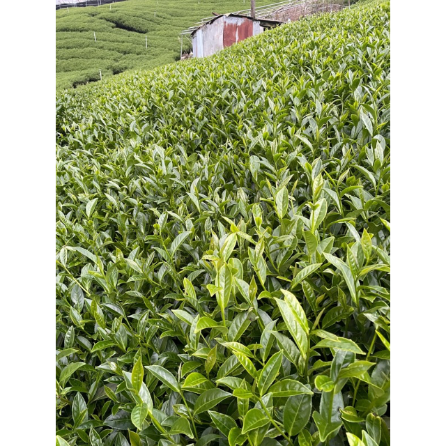 不是每一片茶菁，都適合做成阿良師的梨山茶
