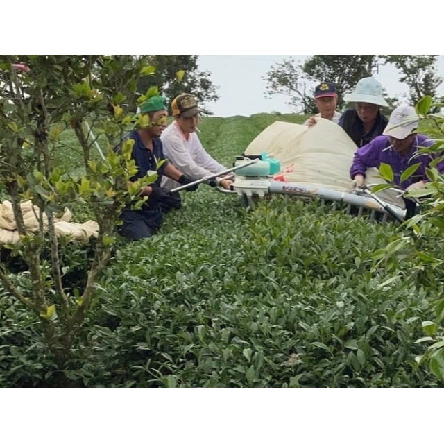 製茶工藝的改變（一）