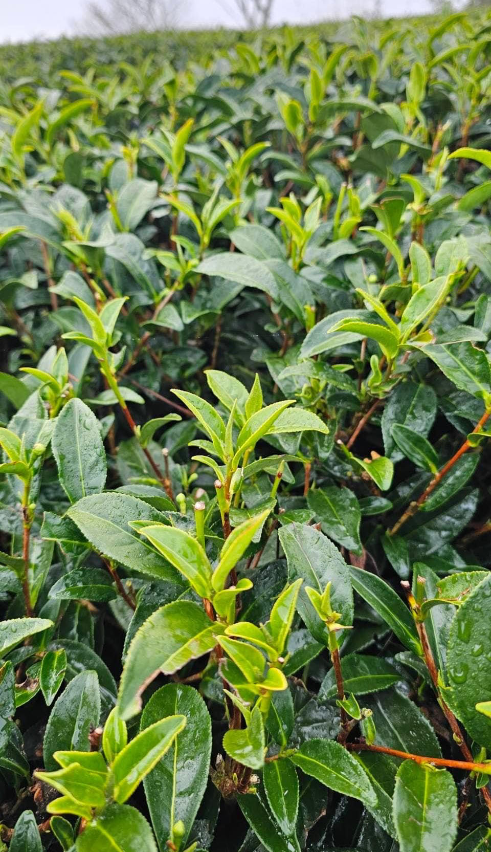 龍鳳峽冬片茶-「四兩鐵罐」