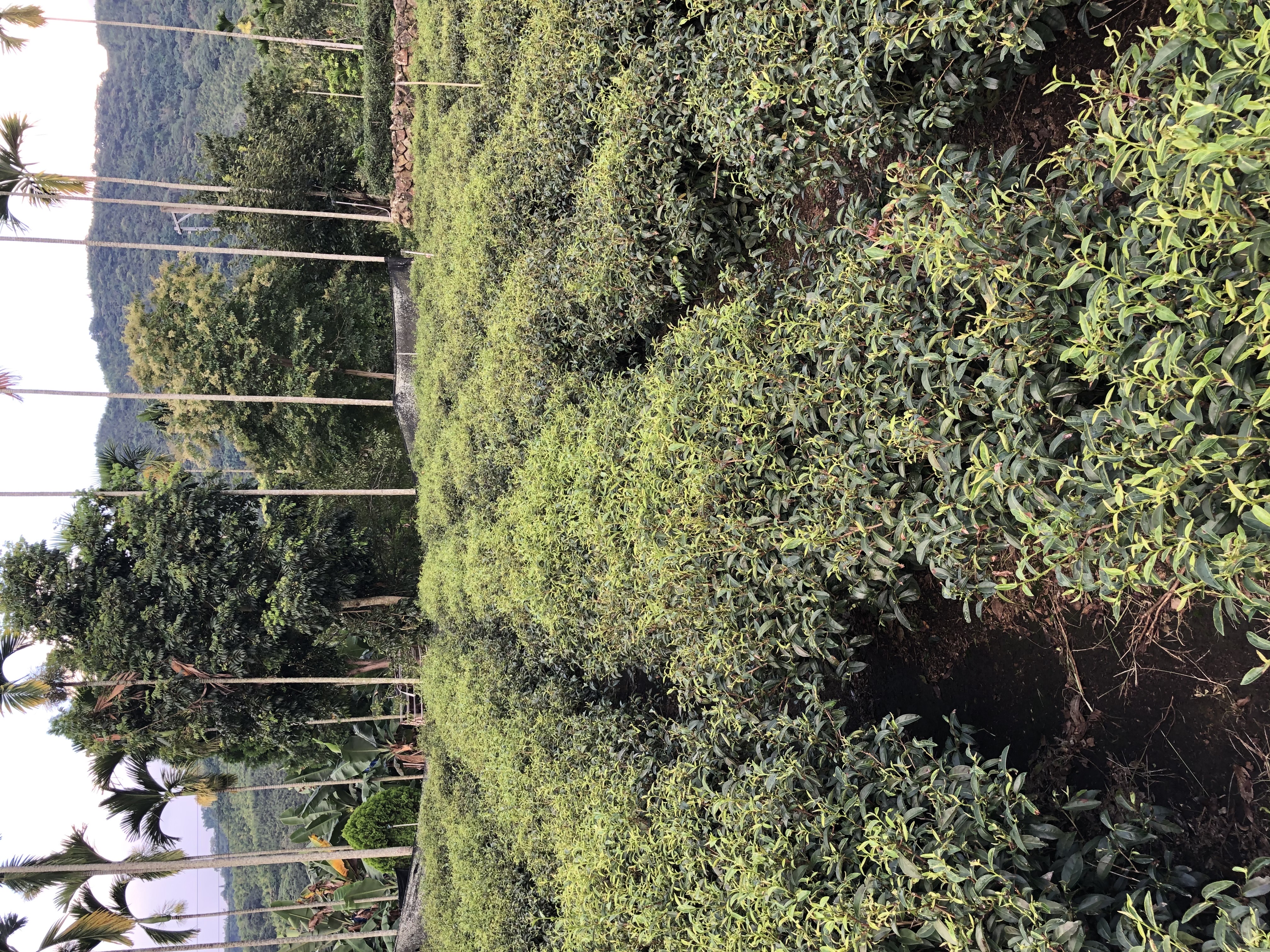 貴妃茶茶園