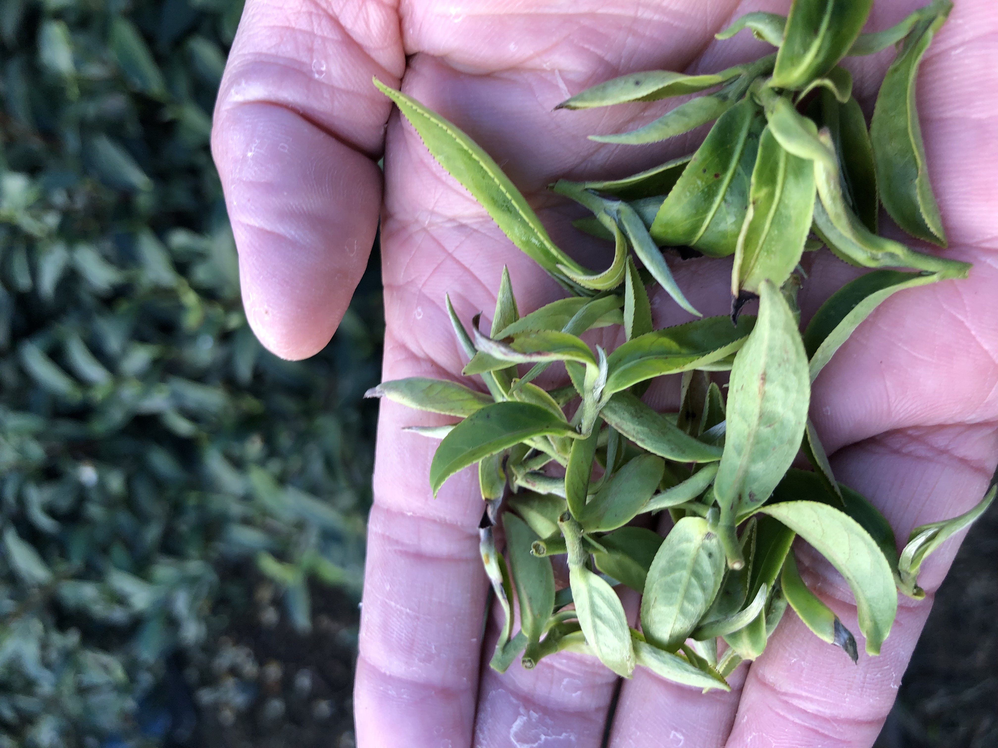受小綠葉蟬吸食的貴妃茶茶菁