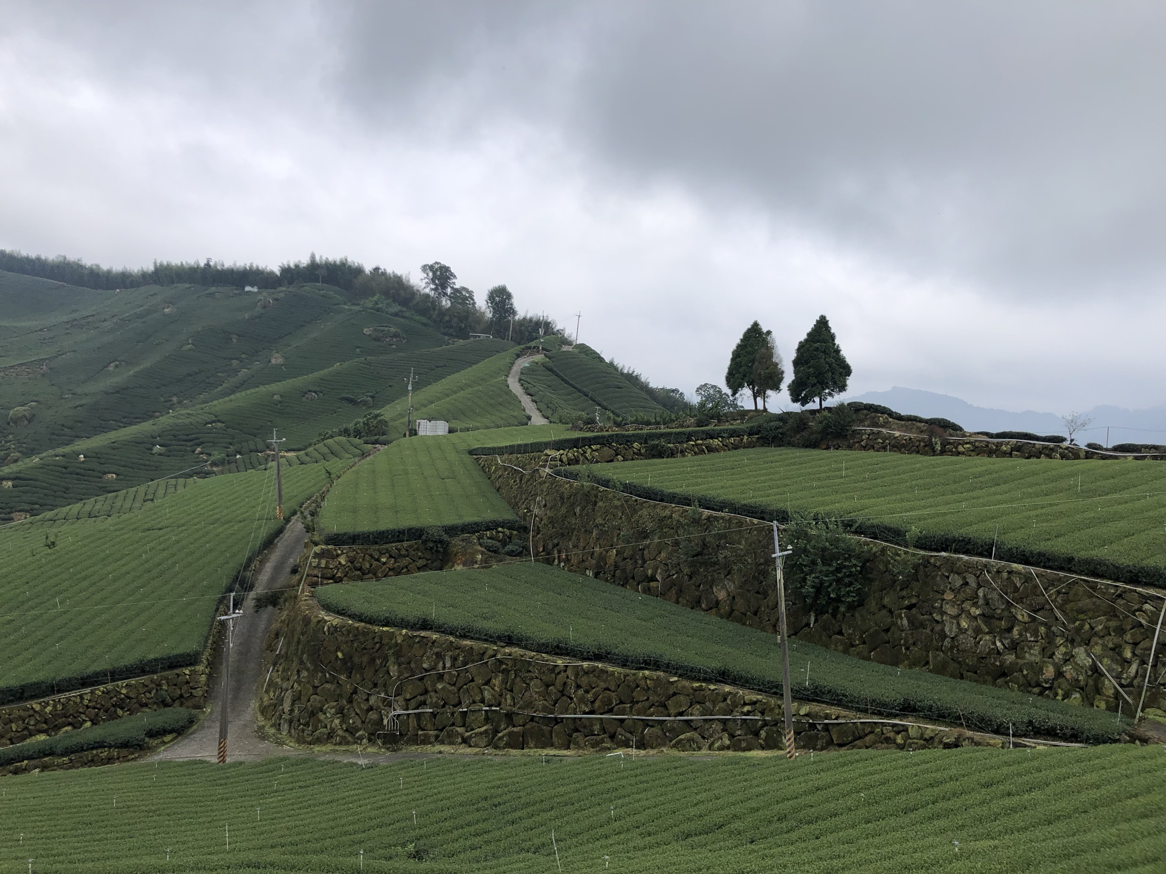 杉林溪高山茶茶園景觀和阿里山高山茶比較