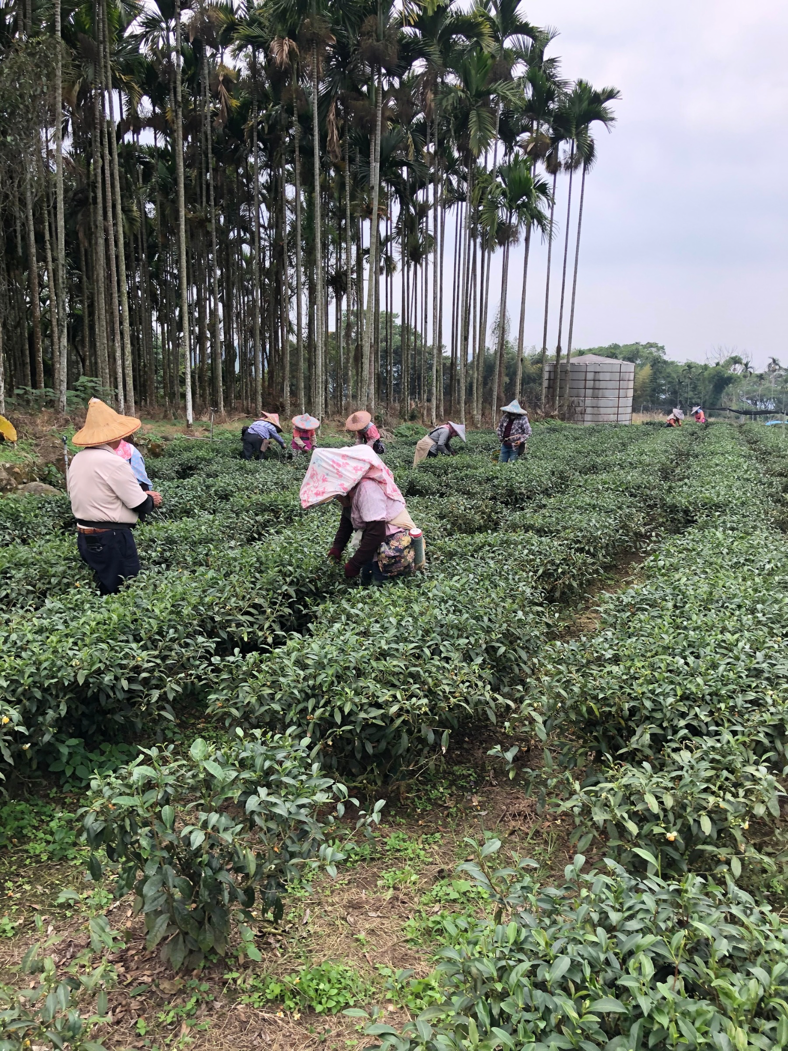 凍頂烏龍茶茶園